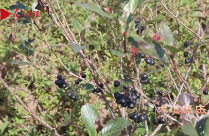 СڶaIԴhɫݰlչ׌Ⱥ۵ġСڶҲÓؚ¸aIԴhľaIݻAeNֲڹ鱵ȽֲݮaIͬÓؚϵ߳һllչ¸·Ԕ 