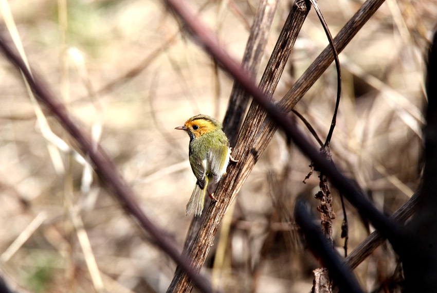 ĘlL״άFPɽօ^Sz