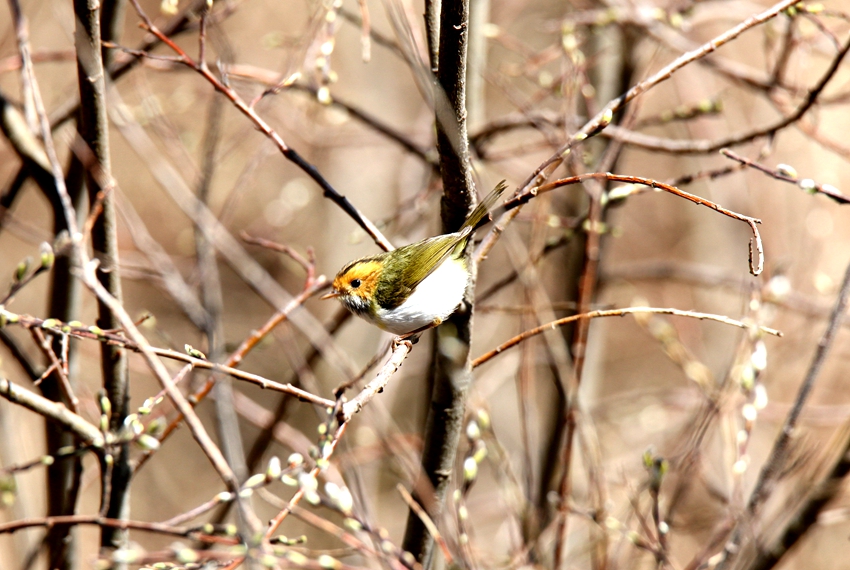 ĘlL״άFPɽօ^Sz