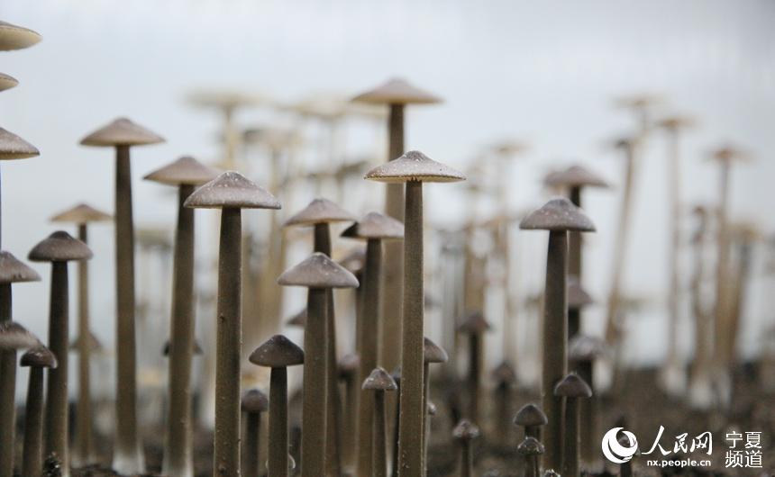 yą^ͬ´B܇gȵuLϲW w╔z