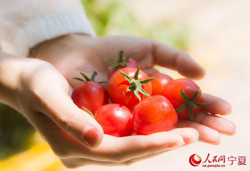 游客現場采摘的小番茄。 蘇暢攝