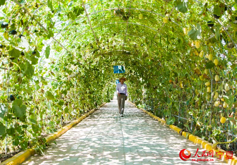 種子小鎮內長滿瓜果蔬菜的走廊。 蘇暢攝