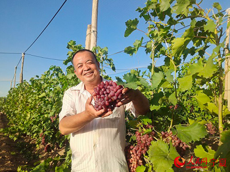 永寧縣玉泉營農場社區居民采摘葡萄。人民網 李甜甜攝