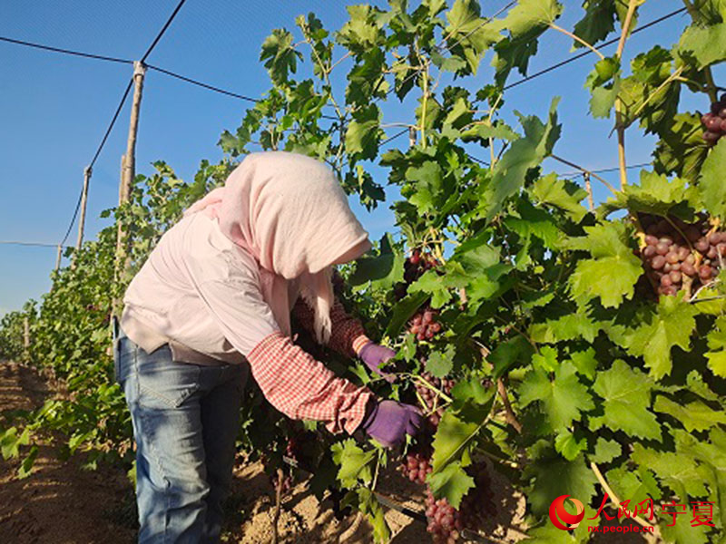 玉泉營農場社區居民在葡萄地收貨。人民網 李甜甜攝
