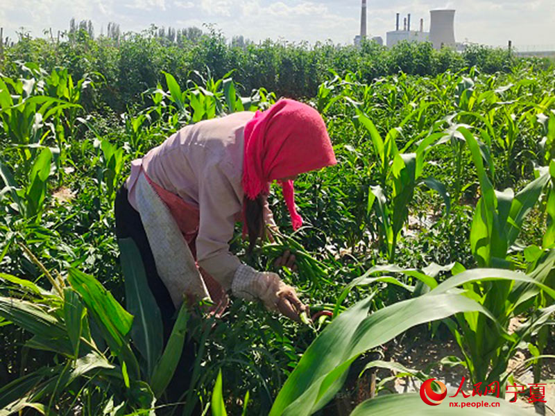 惠豐村“QQ采摘園”辣椒迎來收貨季。人民網 李甜甜攝