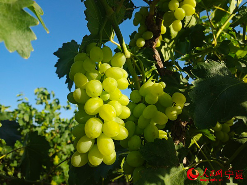 玉泉營村維多利亞葡萄長得正盛。人民網 李甜甜攝