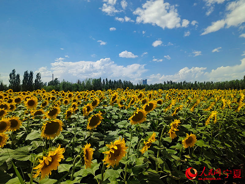 永寧縣王太堡生態農業觀光園鮮食向日葵。人民網 李甜甜攝
