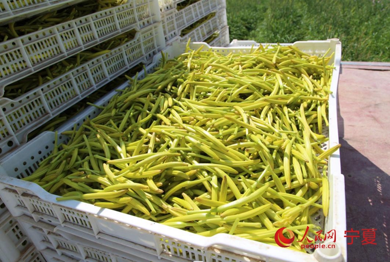 新鮮黃花。人民網 李甜甜攝