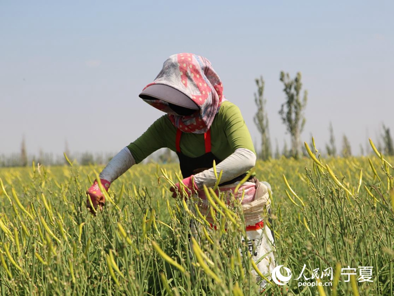 大壩村村民采摘黃花。人民網 李甜甜攝