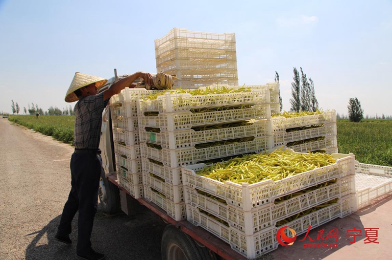 新采摘的黃花裝車。人民網 李甜甜攝