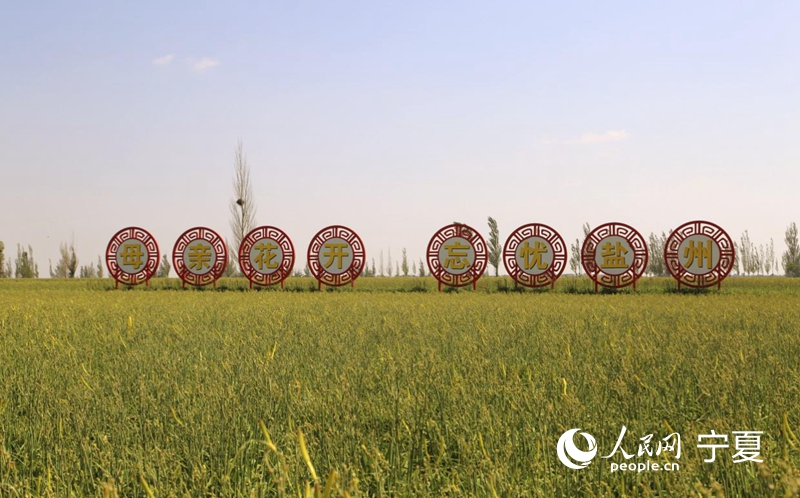 大壩村一望無際的黃花。人民網 李甜甜攝