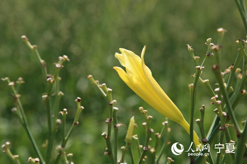 逐漸綻開的黃花。人民網 李甜甜攝