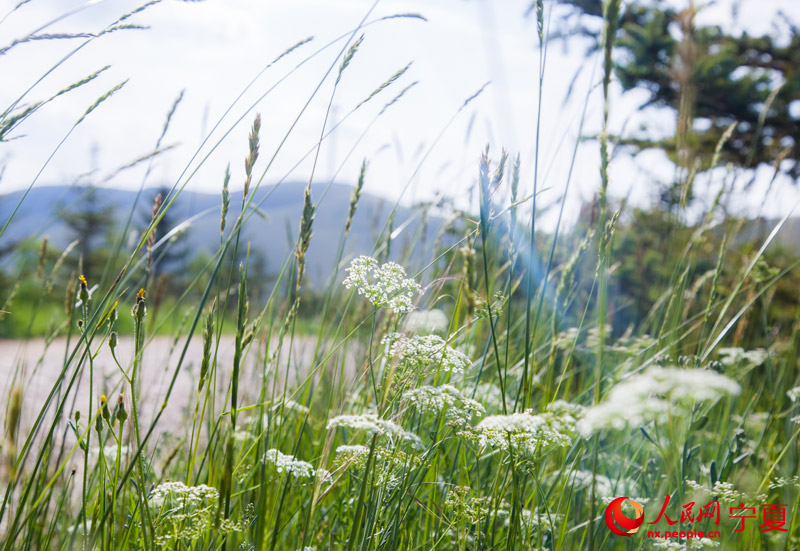 道路兩旁長勢喜人的植物。 人民網 張海峰攝