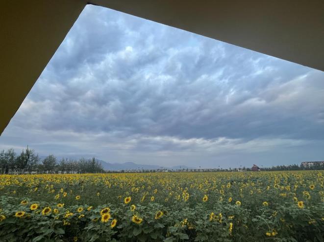 向日葵花田。 劉勁勛攝