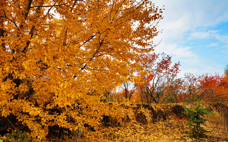 層林盡染。西吉縣委宣傳部供圖