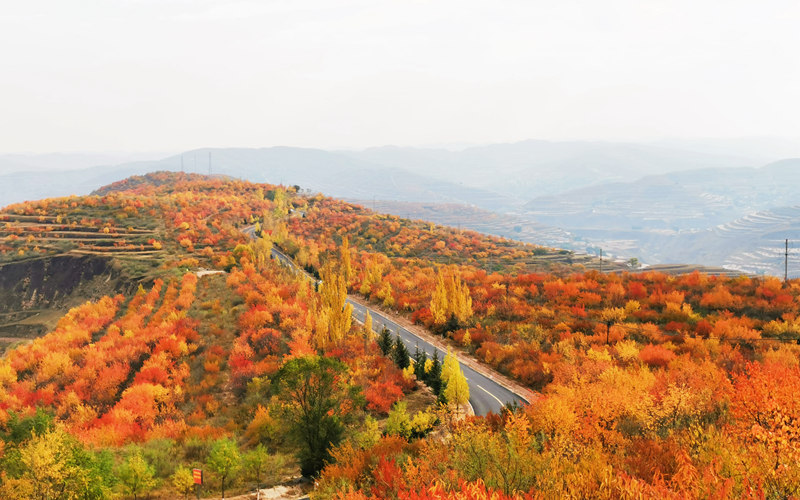 層林盡染秋意濃。西吉縣委宣傳部供圖