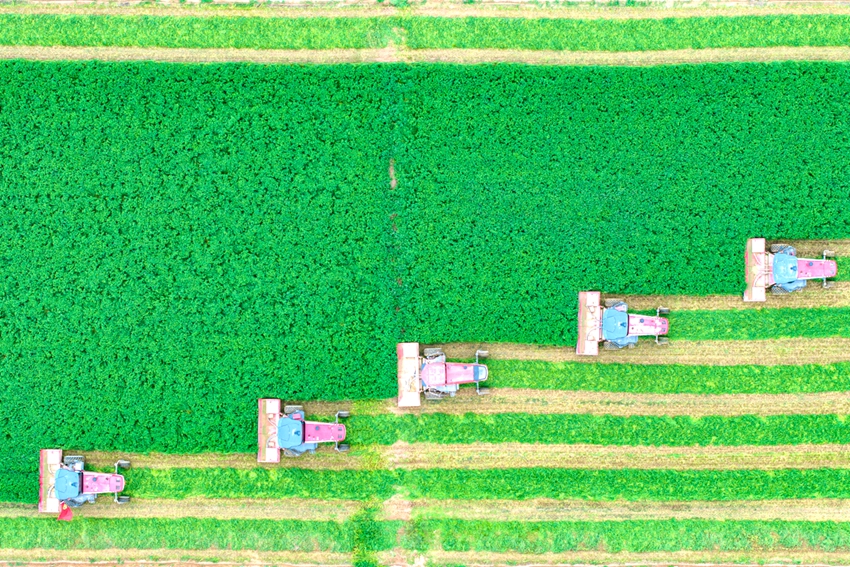 寧夏7800畝頭茬紫花苜蓿開鐮收割。祁瀛濤攝