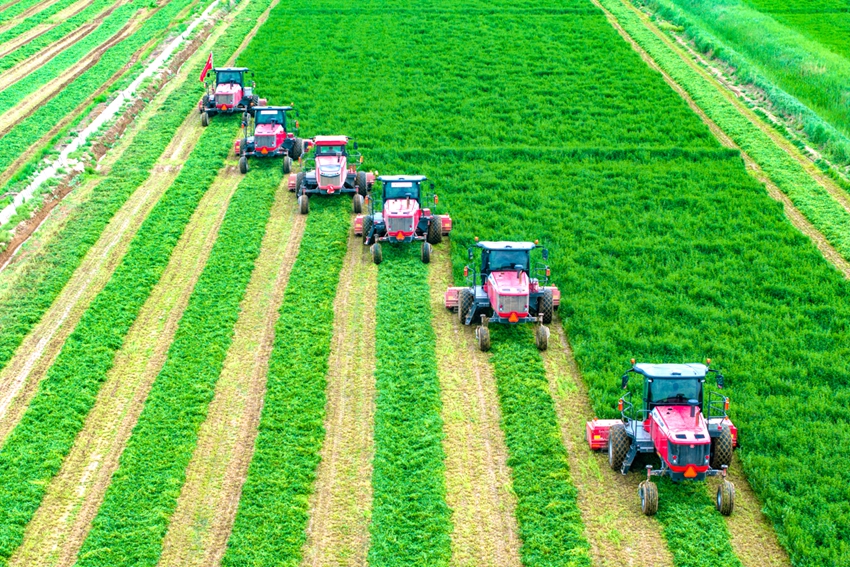 寧夏7800畝頭茬紫花苜蓿開鐮收割。祁瀛濤攝