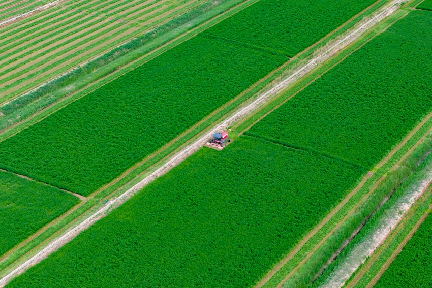 寧夏7800畝頭茬紫花苜蓿開鐮收割【5】