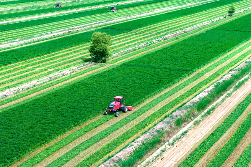 寧夏7800畝頭茬紫花苜蓿開鐮收割。祁瀛濤攝