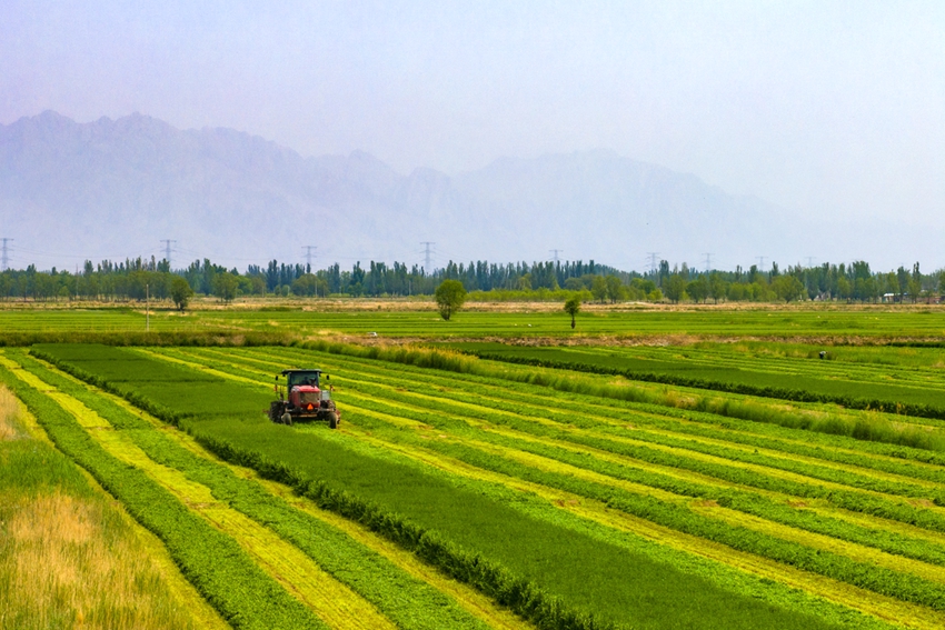 寧夏7800畝頭茬紫花苜蓿開鐮收割。祁瀛濤攝