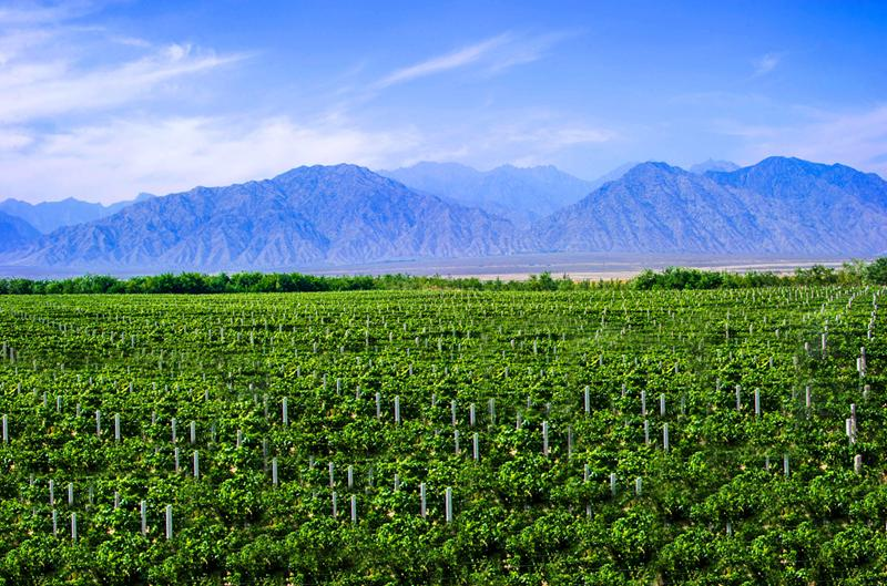 賀蘭山東麓葡萄長廊。寧夏文旅廳供圖