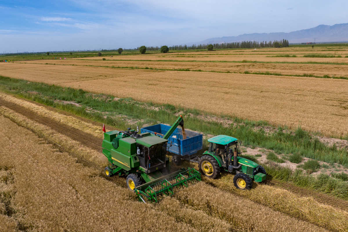位于寧夏銀川賀蘭山下的寧夏農墾賀蘭山農牧場的小麥良種開鐮收割。