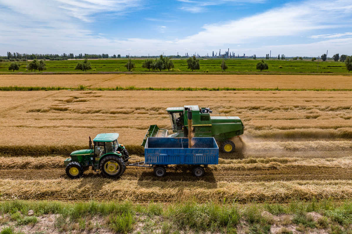 位于寧夏銀川賀蘭山下的寧夏農墾賀蘭山農牧場的小麥良種開鐮收割。