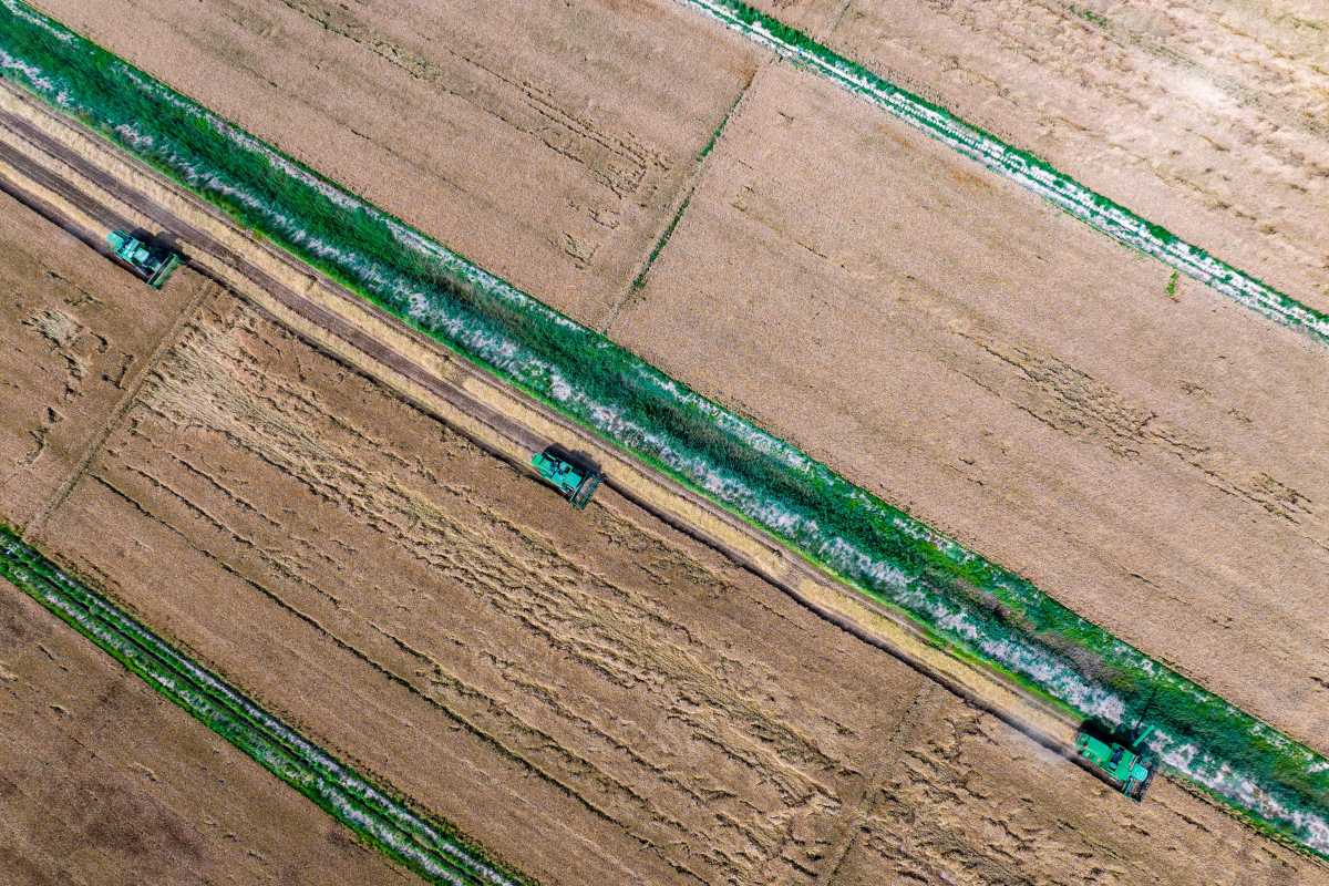 位于寧夏銀川賀蘭山下的寧夏農墾賀蘭山農牧場的小麥良種開鐮收割。