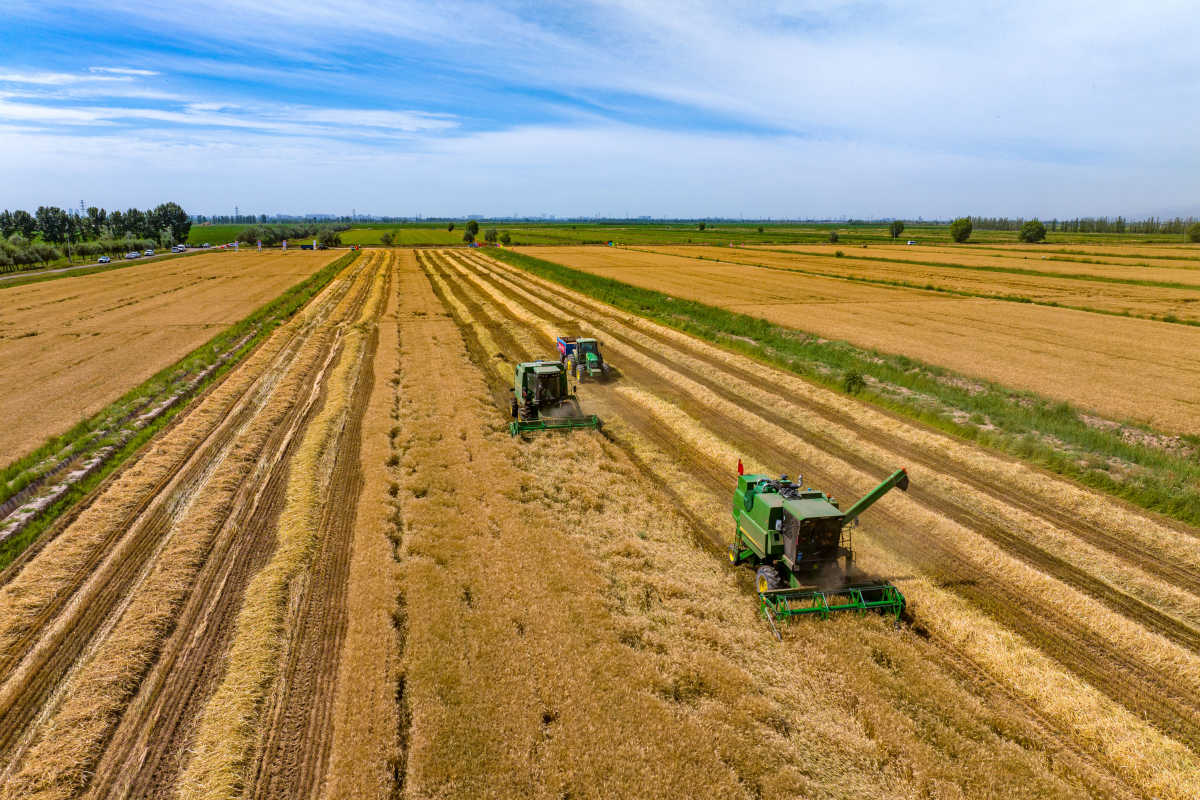 位于寧夏銀川賀蘭山下的寧夏農墾賀蘭山農牧場的小麥良種開鐮收割。