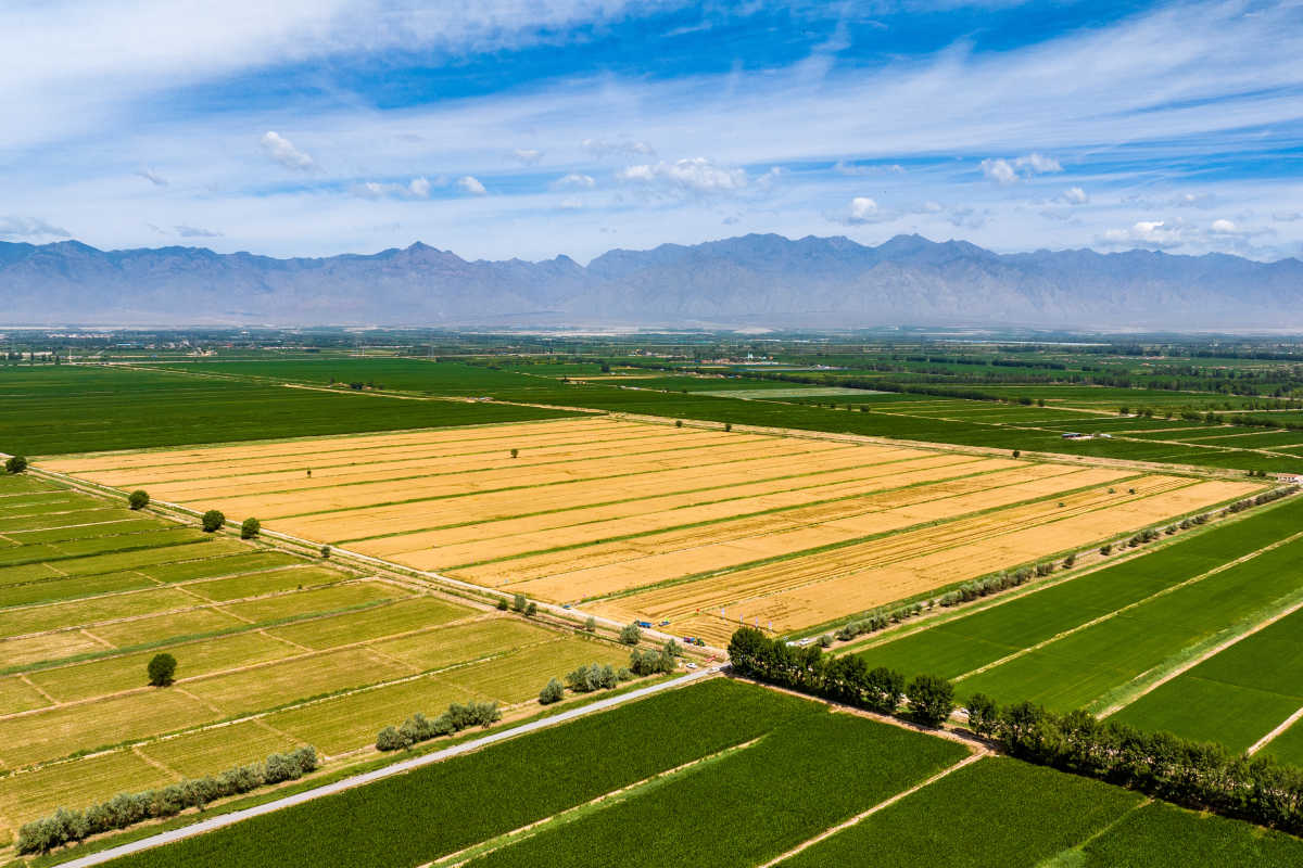 位于寧夏銀川賀蘭山下的寧夏農墾賀蘭山農牧場的小麥良種開鐮收割。