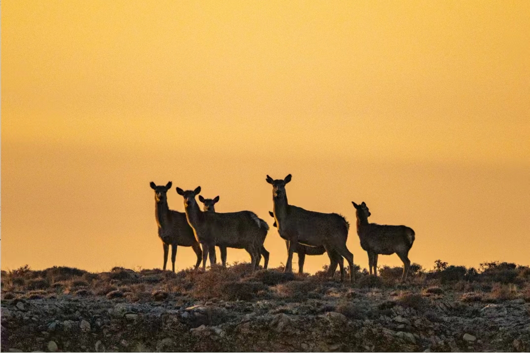馬鹿從賀蘭山高處來到山下的緩坡覓食。祁瀛濤攝