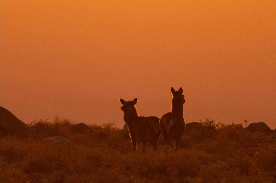 馬鹿從賀蘭山高處來到山下的緩坡覓食。祁瀛濤攝