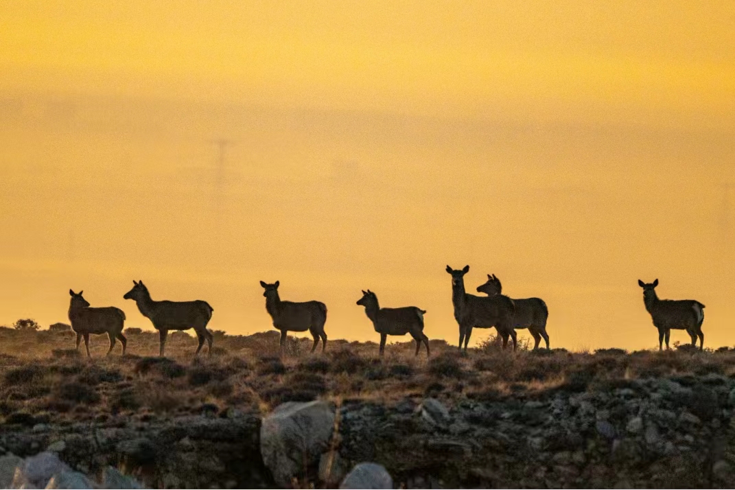 馬鹿從賀蘭山高處來到山下的緩坡覓食。祁瀛濤攝
