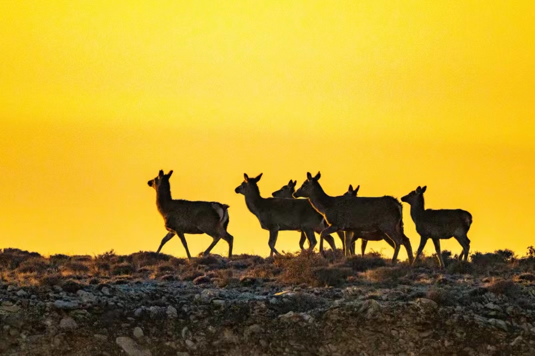 馬鹿從賀蘭山高處來到山下的緩坡覓食。祁瀛濤攝