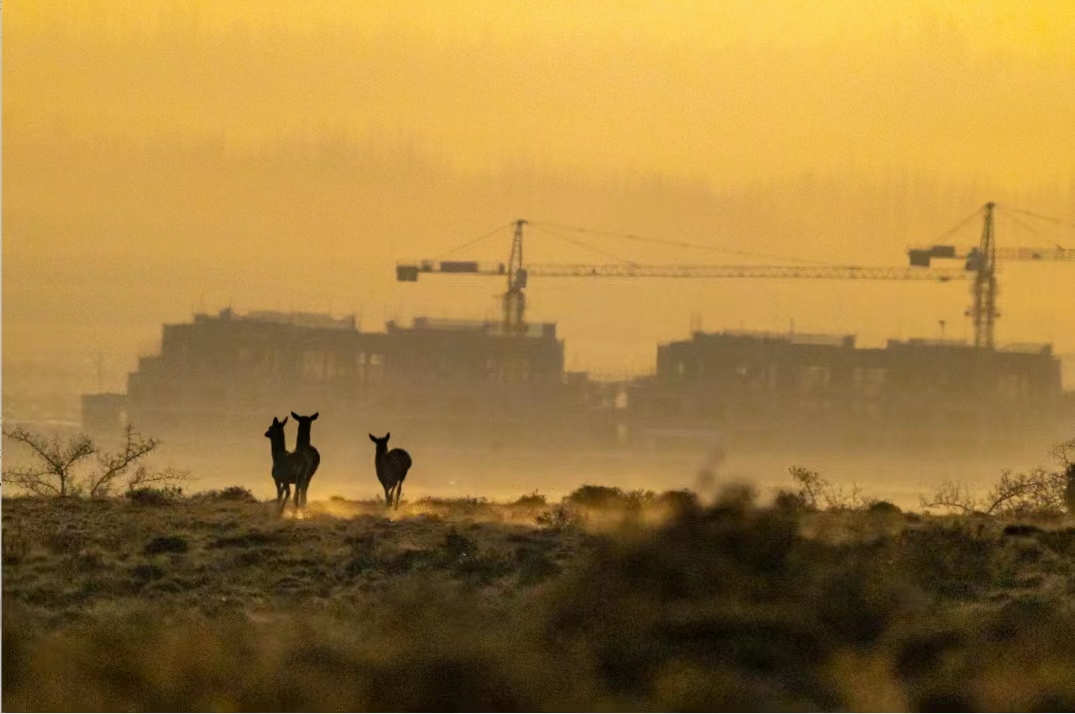 馬鹿從賀蘭山高處來到山下的緩坡覓食。祁瀛濤攝