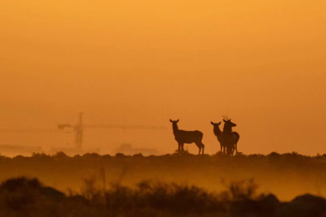 馬鹿從賀蘭山高處來到山下的緩坡覓食。祁瀛濤攝