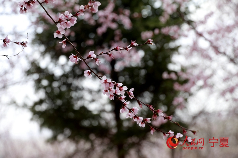 第二十屆寧夏六盤山山花節暨第十二屆“梯田花?！ぷ砻琅黻枴蔽幕糜喂澔顒釉谂黻柨h開幕。李甜甜攝