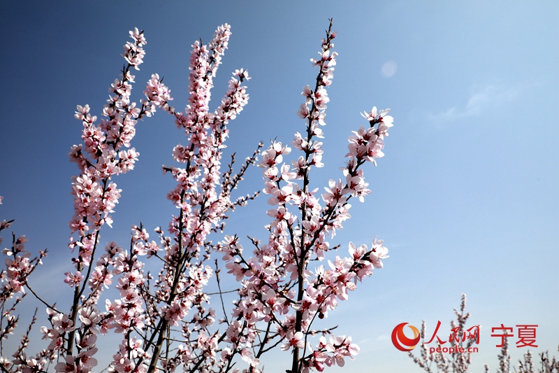 第二十屆寧夏六盤山山花節暨第十二屆“梯田花?！ぷ砻琅黻枴蔽幕糜喂澔顒釉谂黻柨h開幕。李甜甜攝