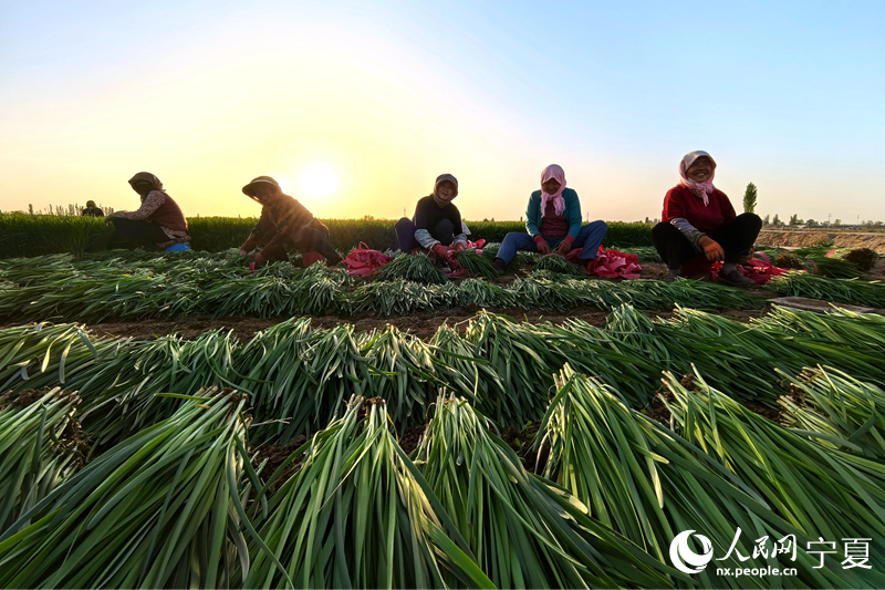 農戶正在收割韭菜。人民網記者 高嘉蔚攝