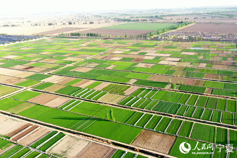 航拍韭菜種植基地。人民網記者 高嘉蔚攝