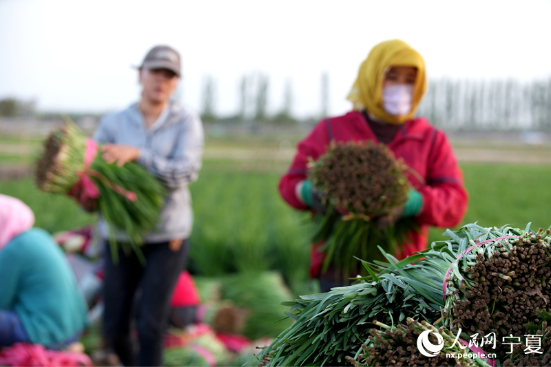 農戶把韭菜裝車。人民網記者 高嘉蔚攝