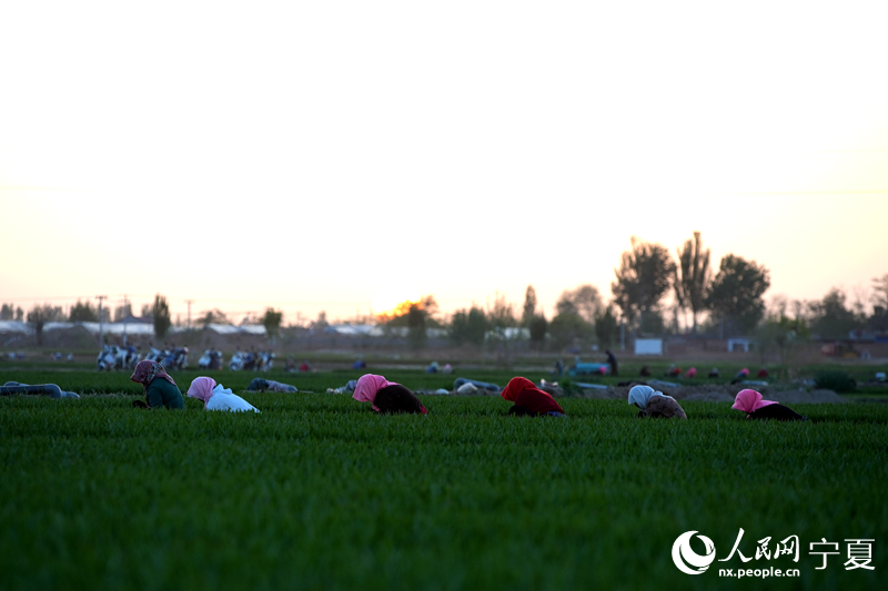 傍晚時分，農戶正在收割韭菜。人民網記者 高嘉蔚攝 