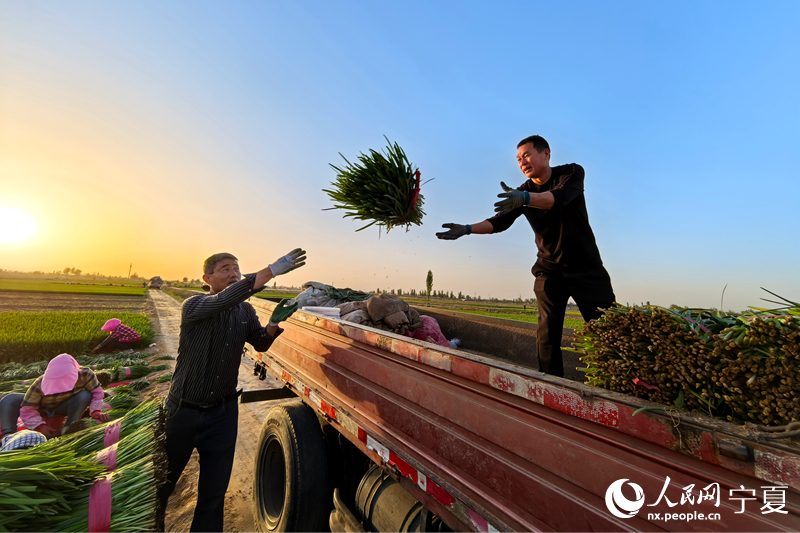 成捆的韭菜正在裝車。人民網記者 高嘉蔚攝 