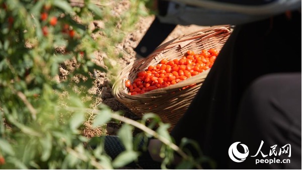 竹籃中的枸杞。