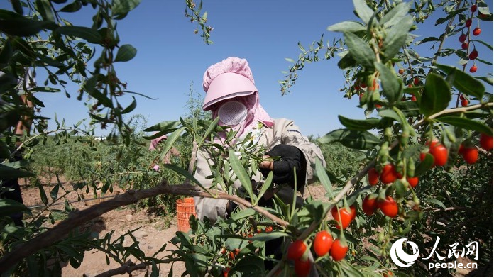 枸杞掛滿枝頭。