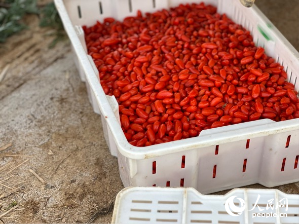 剛采摘下來的枸杞。