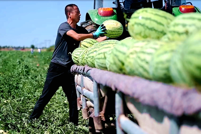 瓜農正在裝瓜。人民網記者 閻夢婕攝