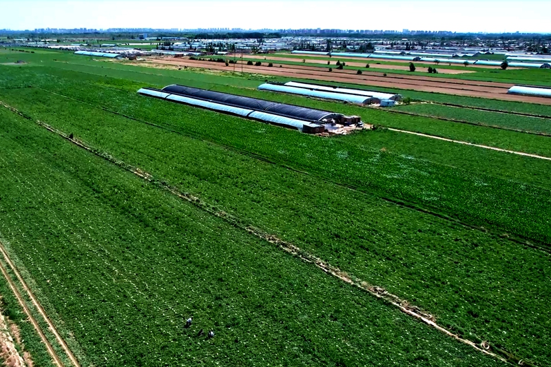 西瓜地里西瓜長勢良好。人民網記者 閻夢婕攝