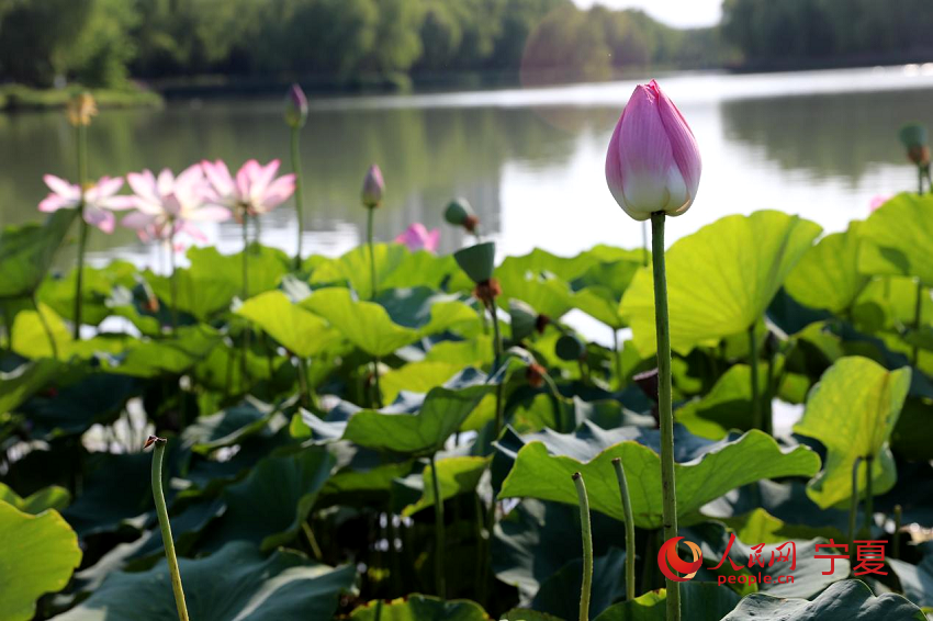 荷花含苞待放。人民網 李甜甜攝